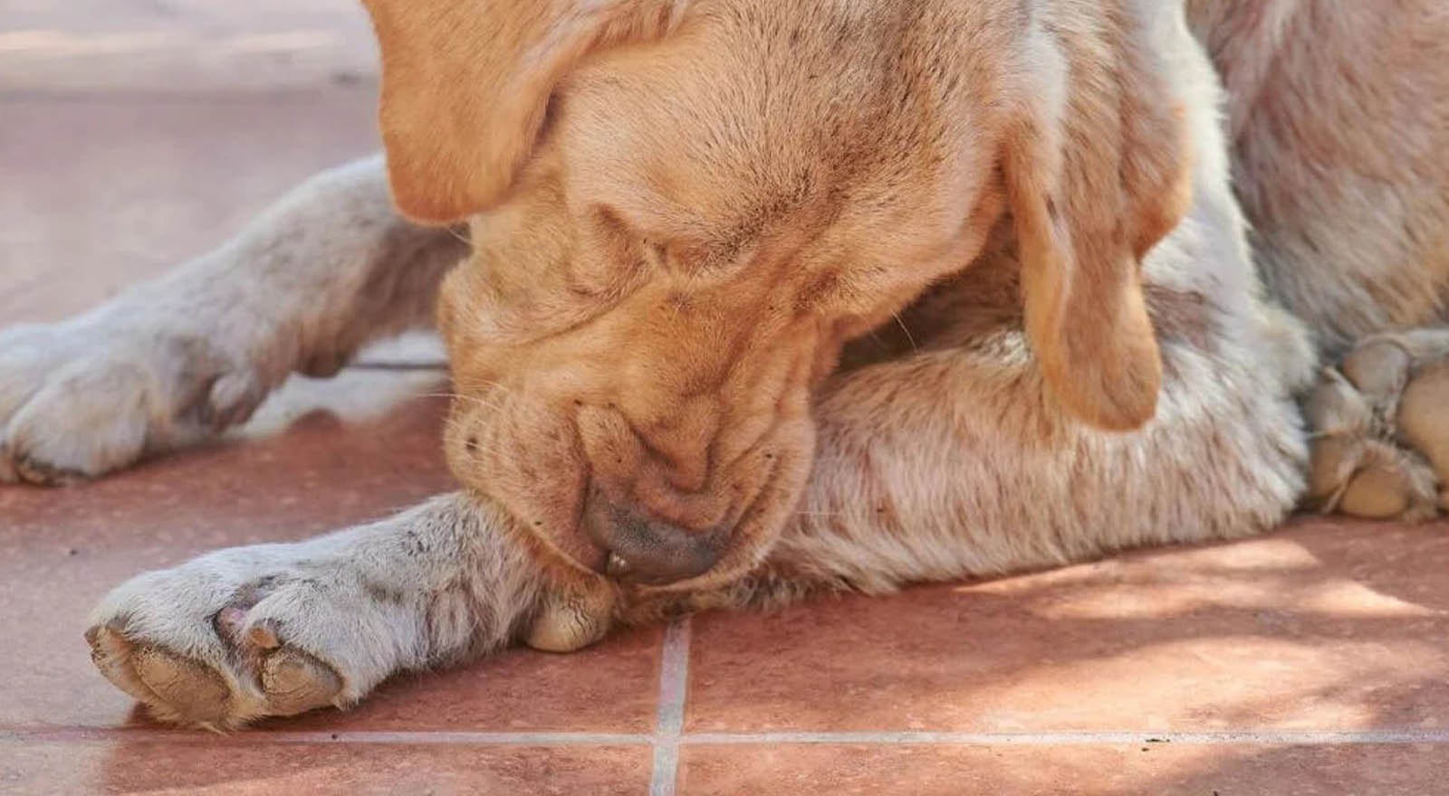 Paw Chewing and Wound Licking