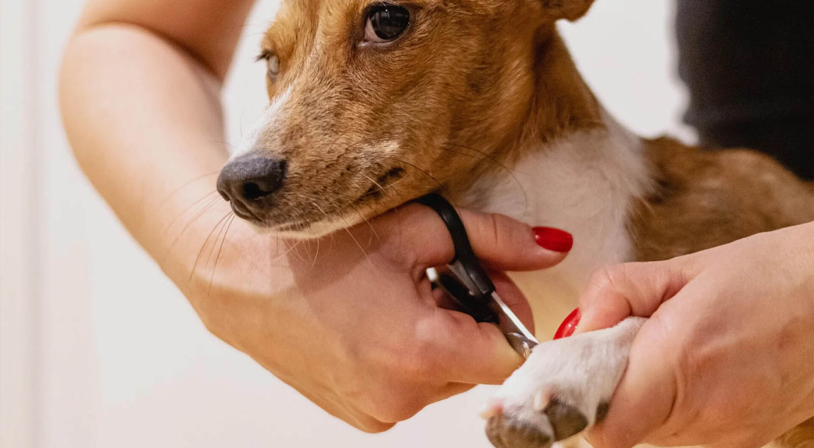 Nail Trimmers That Don't Cut