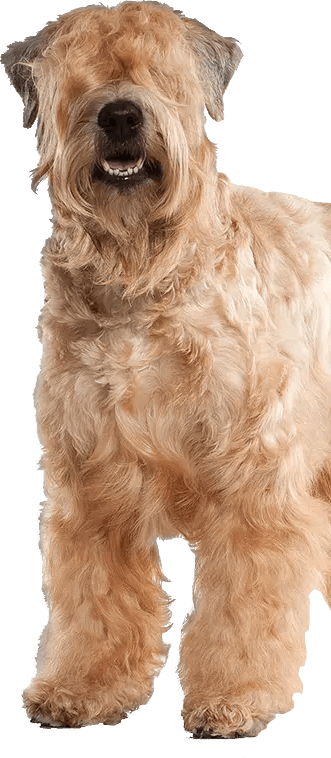 Expert Pet Paw & Nail Maintenance Products