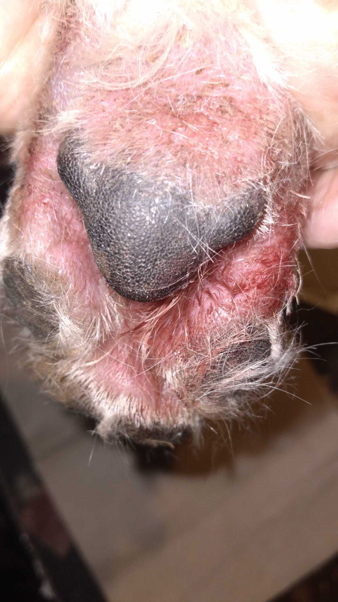 Paws With Yeast Or Fungus
